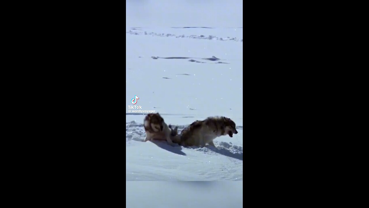 Funny video