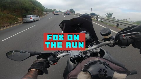 Fox on the run #sweet