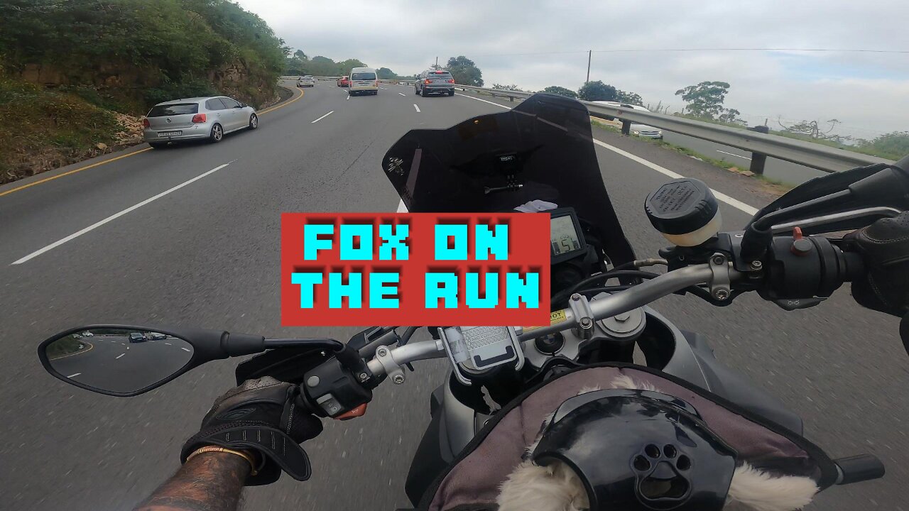 Fox on the run #sweet