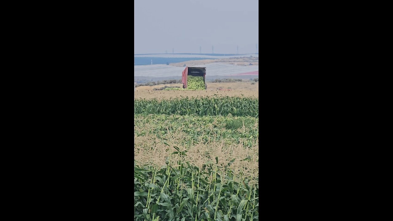 Loading Trucks with Sweet Corn