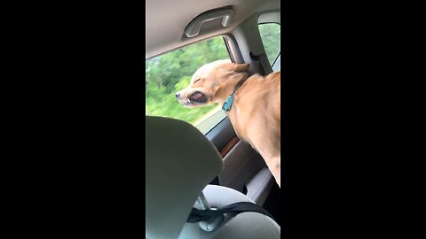 Maverick really likes car rides 🚙