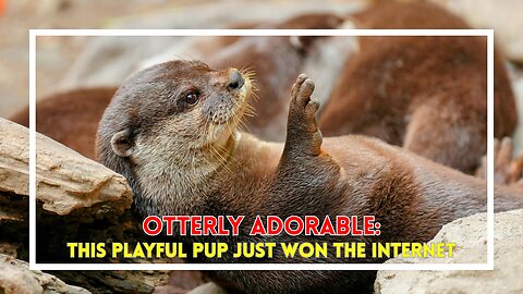Otterly Adorable: This Playful Pup Just Won the Internet