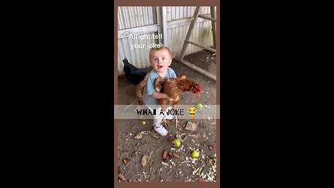 why chickens so funny