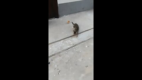 un depredador