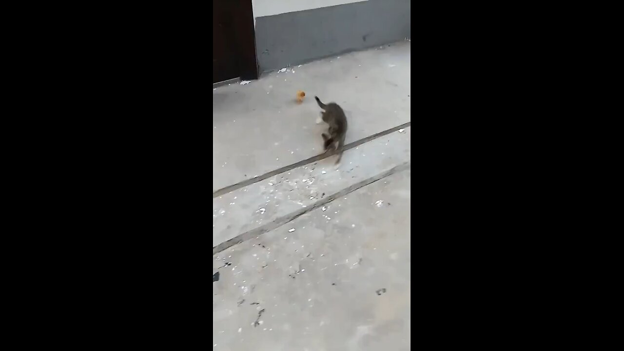 un depredador