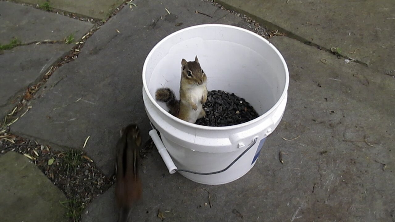 Chipmunk Chase