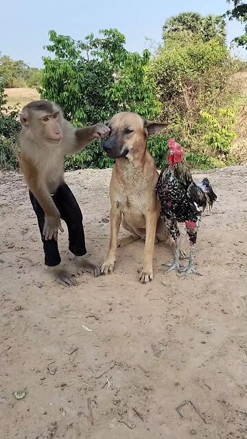 Best SokYaa, OG, Pao & Mom Are Videomous Around The World #shorts #anime #trend #edit