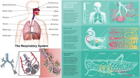 Animal Form and Function: Breathing