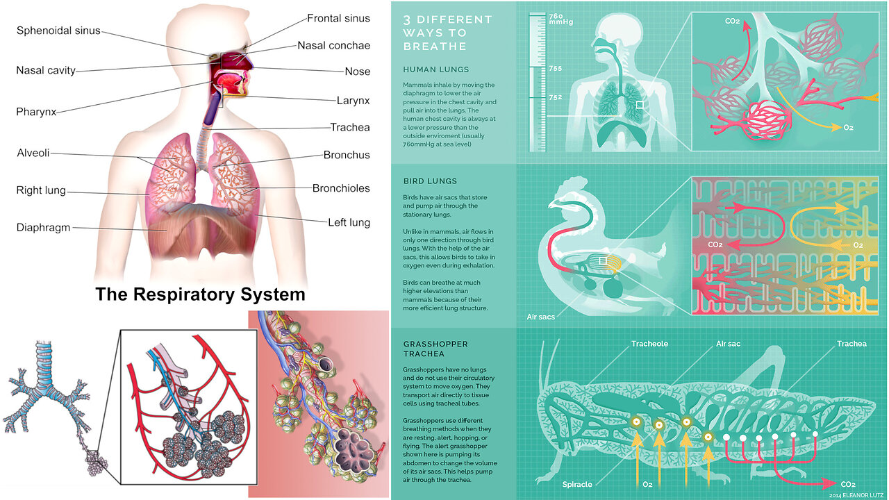 Animal Form and Function: Breathing