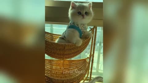 Funny Video🤣🤣