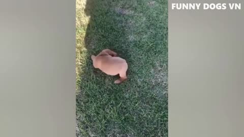 🤣Funny Animals Videos 20🤣