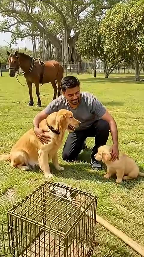 Golden Retriever Leads Rider — Frees Pup from Cage