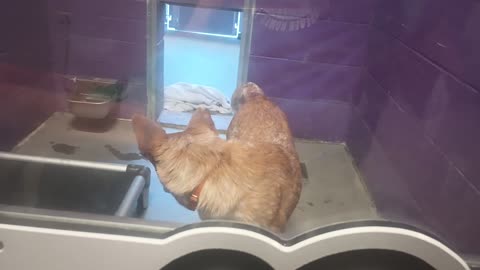 Bingo 1y Pet Id 947829 kennel 27 HSSAZ shelter he's really cool 2 me .. I love this guy20250711132