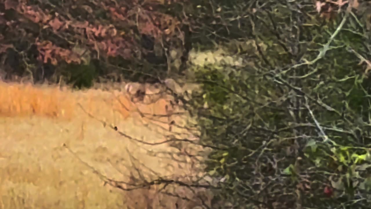 Buck fight