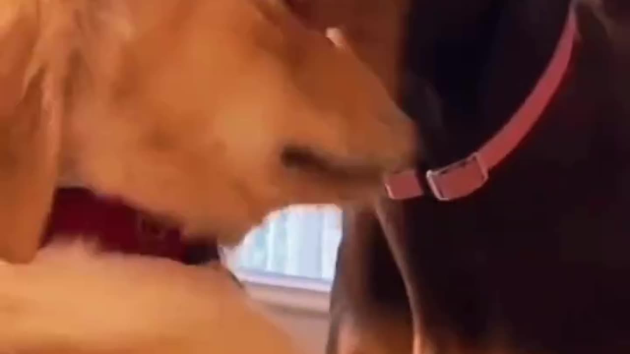 Funny animal video #2- Best funny animal video