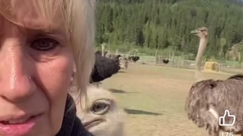 OSTRICH UPDATE: Universal Ostrich Farms co-owner, Karen Espersen