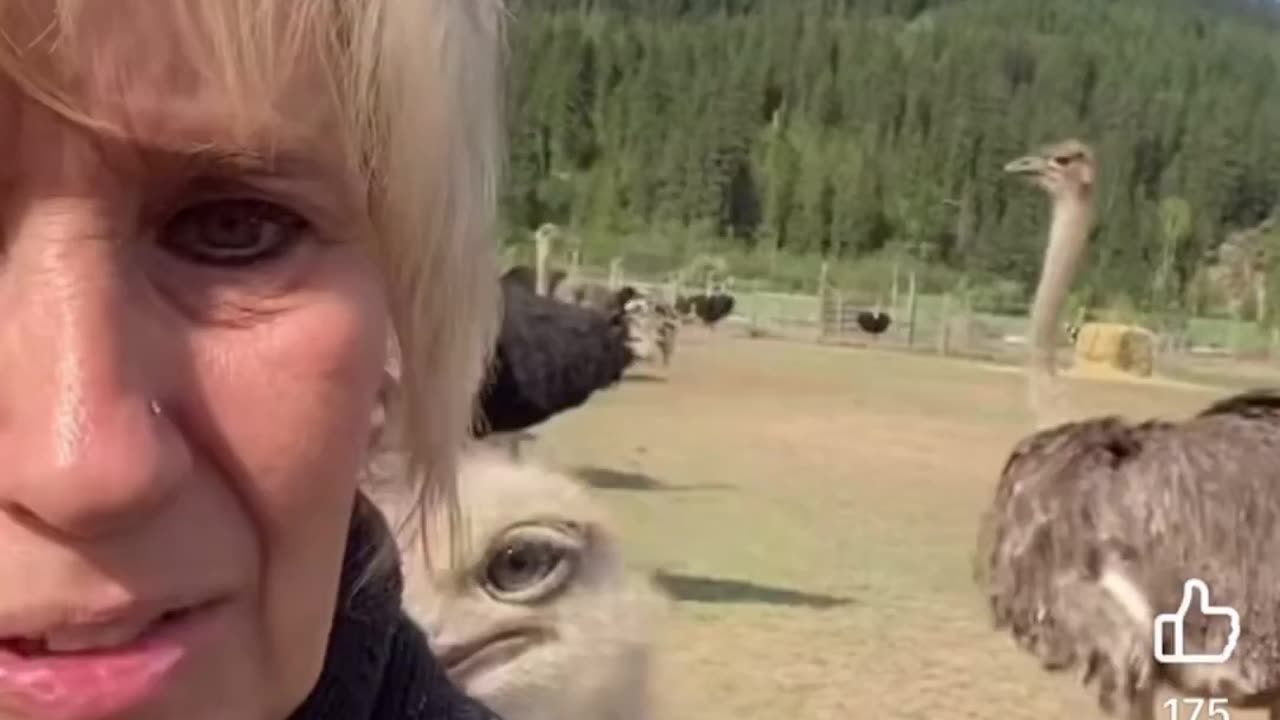 OSTRICH UPDATE: Universal Ostrich Farms co-owner, Karen Espersen