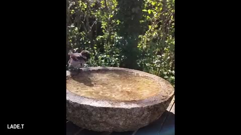 Forget Dogs—Birds Are the Ultimate Comedians! 😂 | 2025 Compilation
