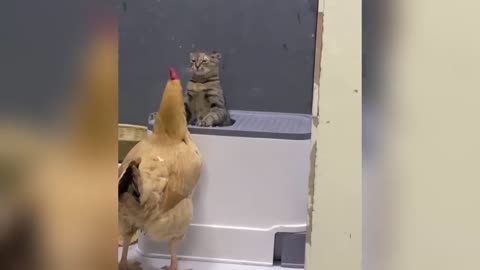 Animal funny
