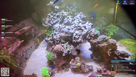 24/7 Real Live Reef Stream