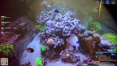 24/7 Real Live Reef Stream