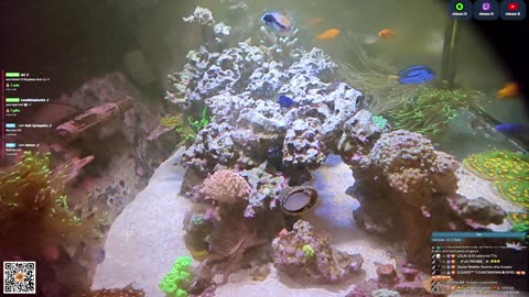 24/7 Real Live Reef Stream