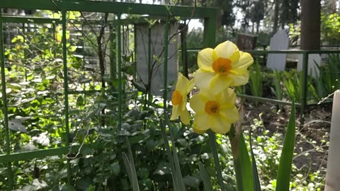 Enjoy the smooth jazz music and admire the beauty of the flowers, enjoy it P4