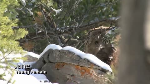 PART 2~ ACTUAL FOOTAGE - Face to Face with SASQUATCH