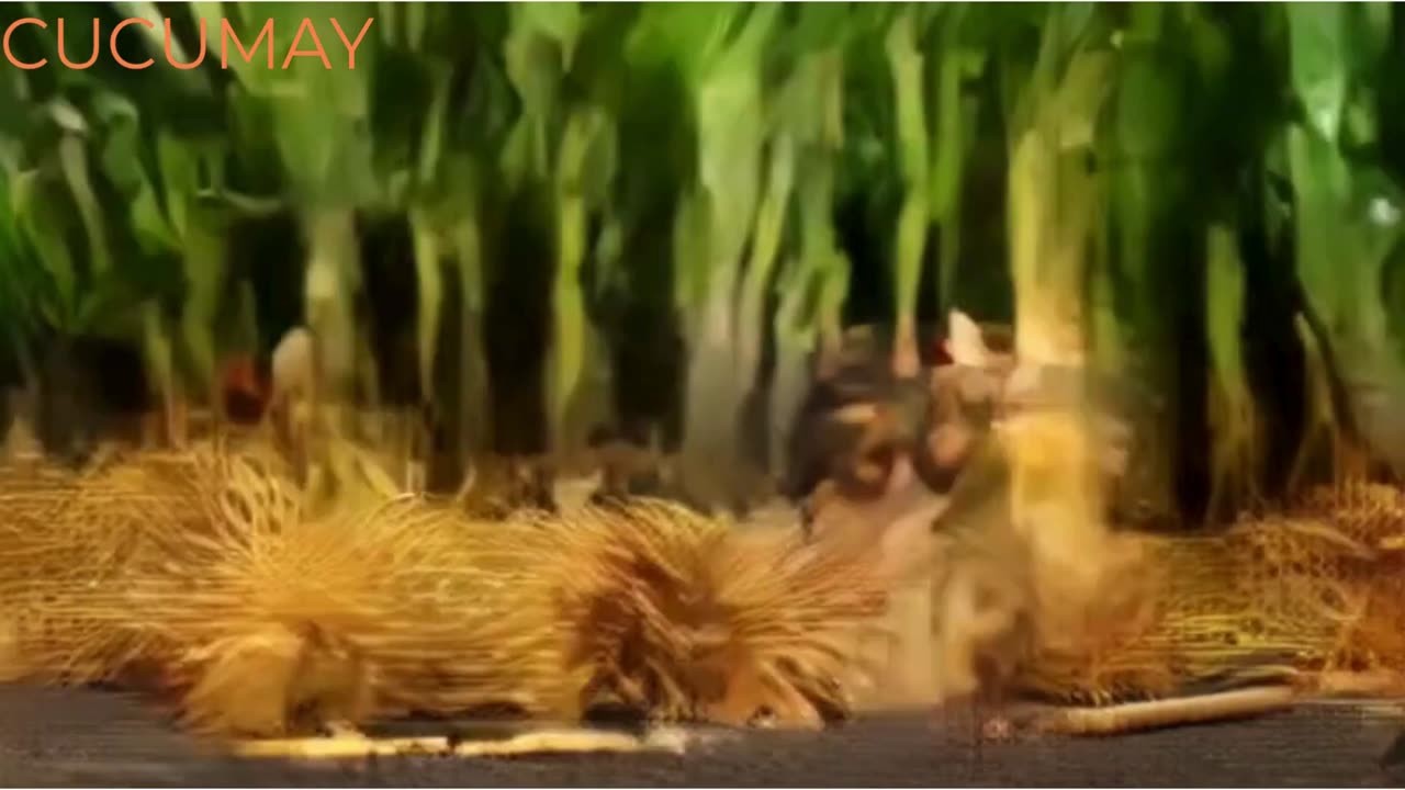 cucumay animation videos