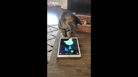 Funny animal videos 2023 - Funny cats/dogs