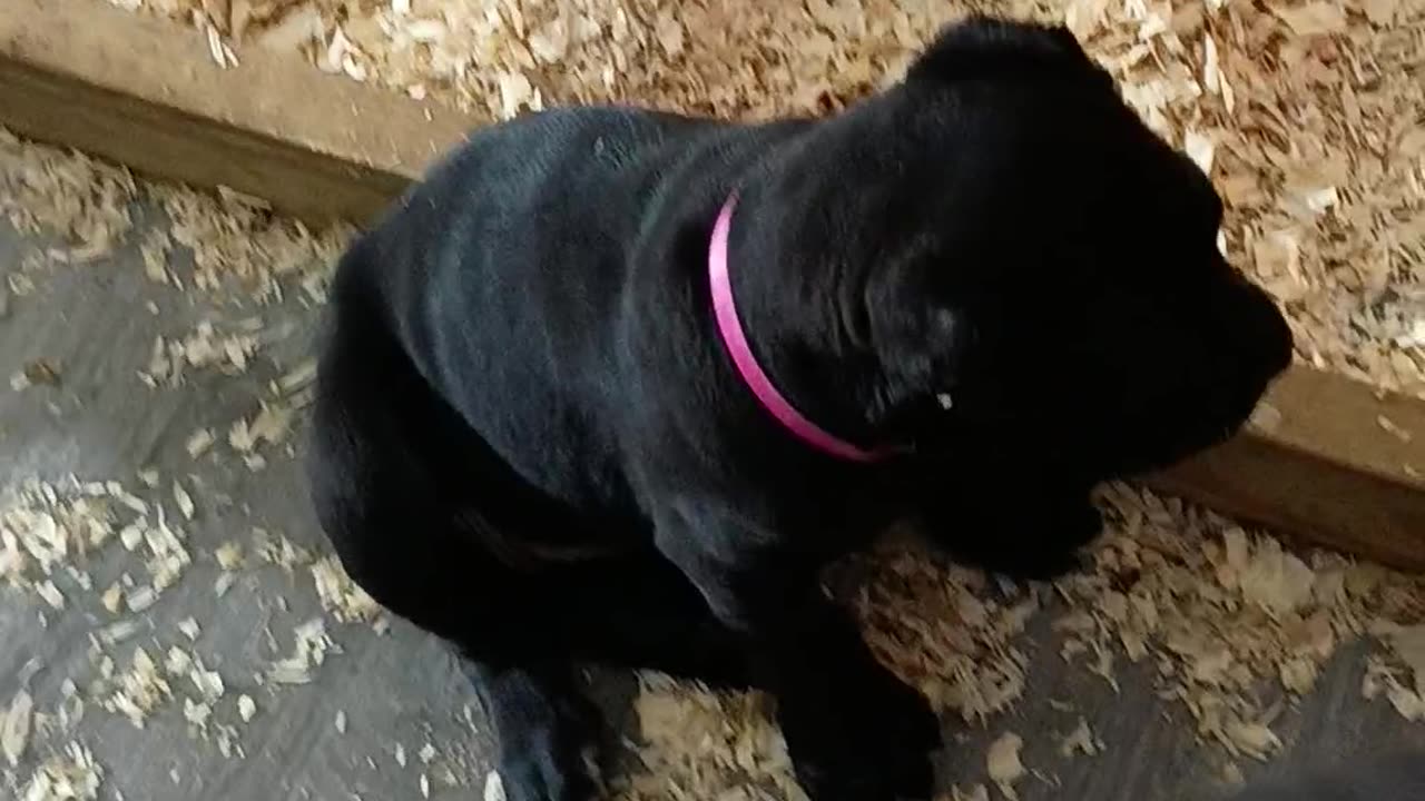 StormX Warlock pups seven weeks old