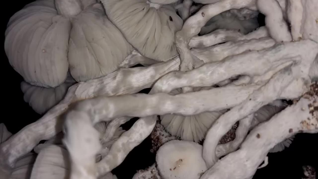 Albino Cubensis Mushrooms, Genetics by Yoshi!
