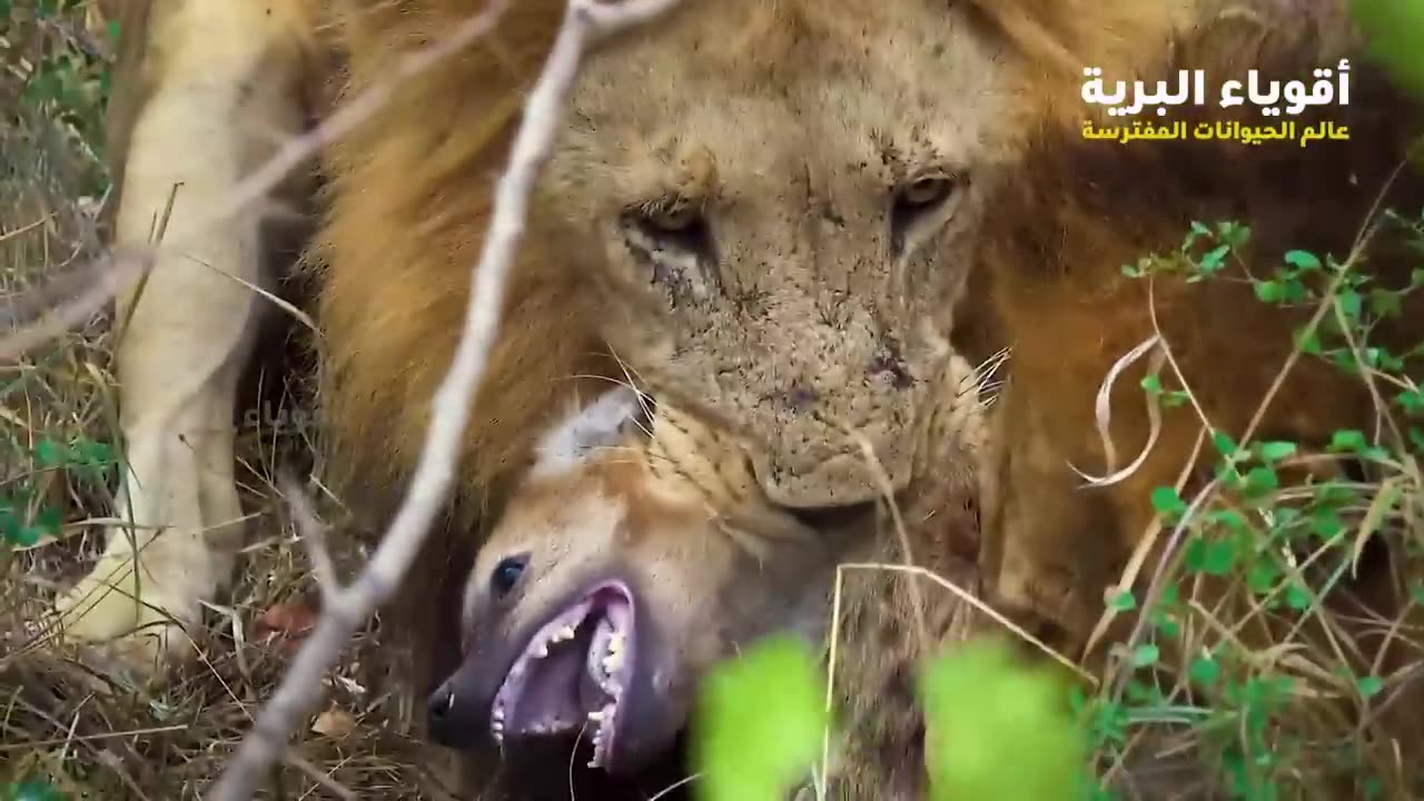animals