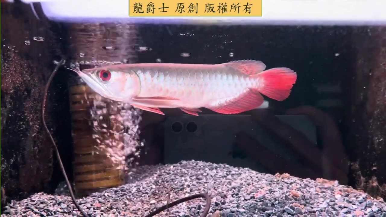 【龍爵士】店內隨選 (1)