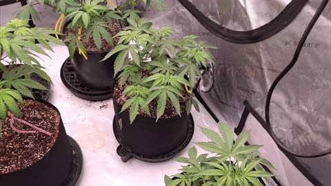 Tent 2 update DaGrowingGoats DaJawbreak and DaKidd showcasing!