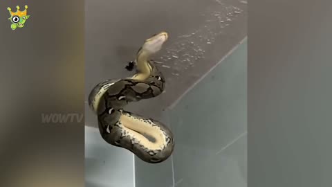 When Animals Go On A Rampage And Got Caught On Camera !