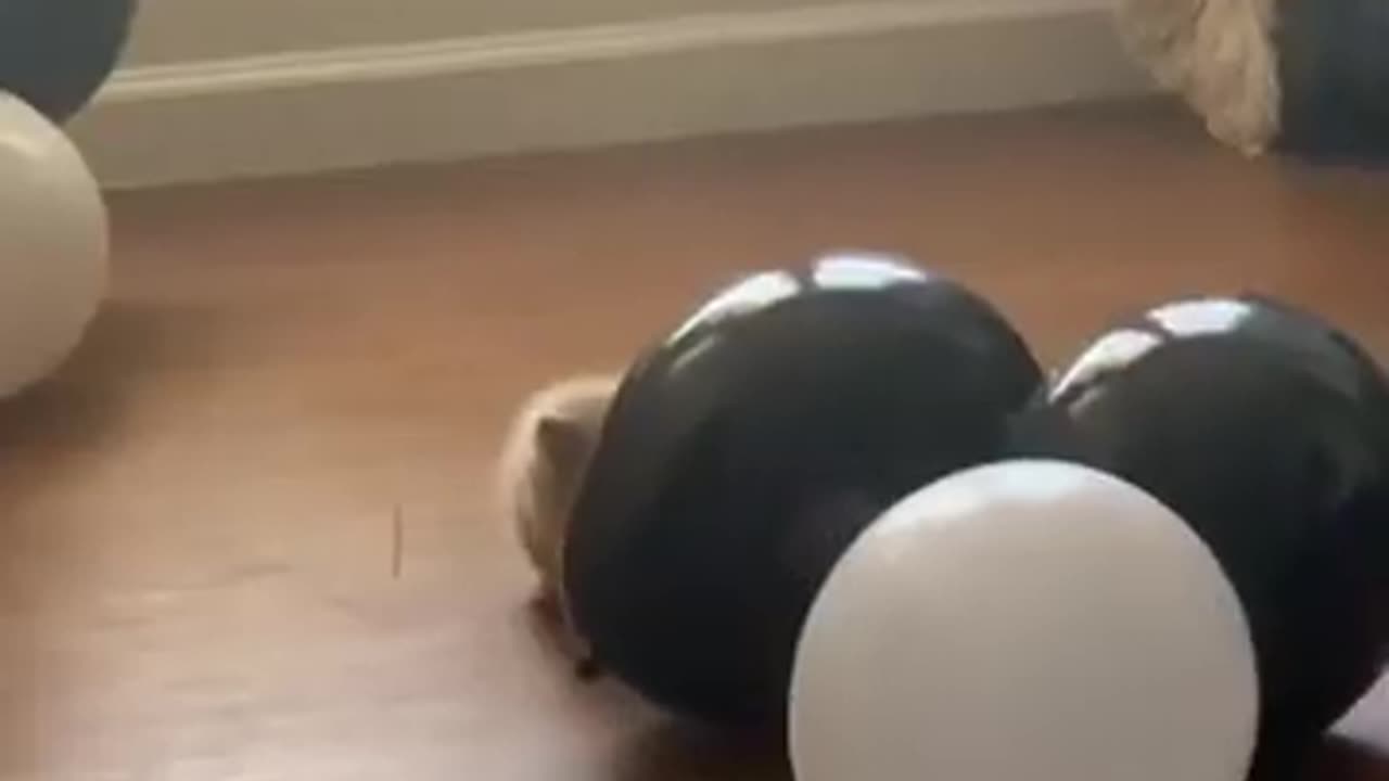 Ultimate Cat Chaos: Try Not to Laugh Challenge!