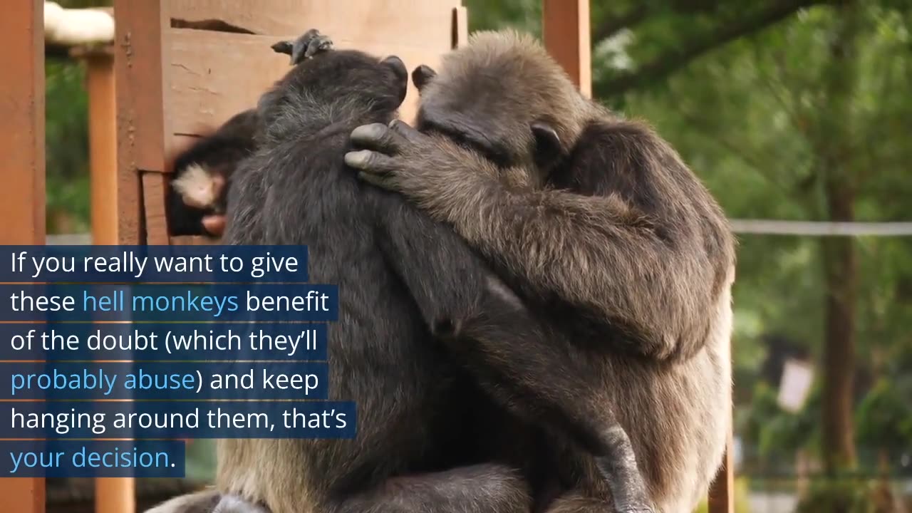 Hell Monkeys Who Scream At You For Doing A Math Problem Wrong