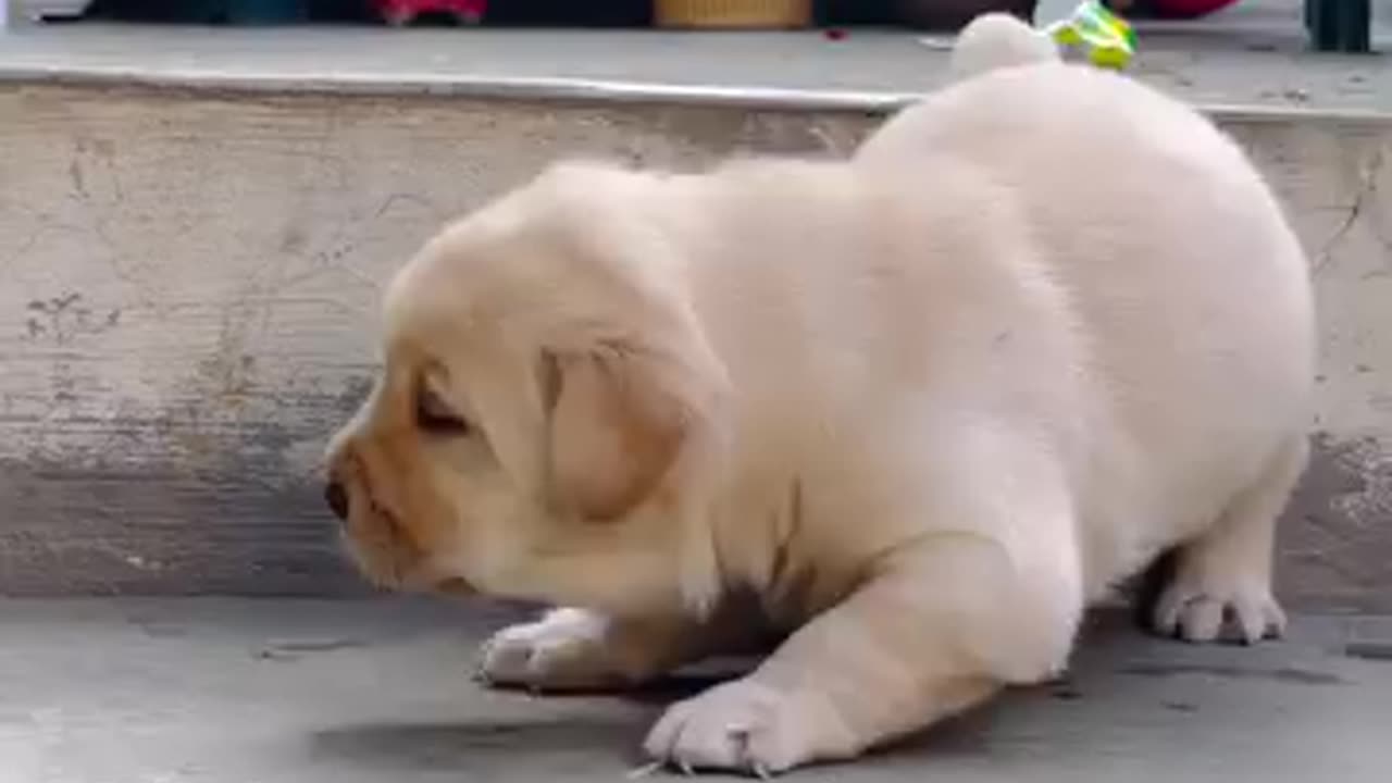 Cute 🥰 Puppy 🐈 video