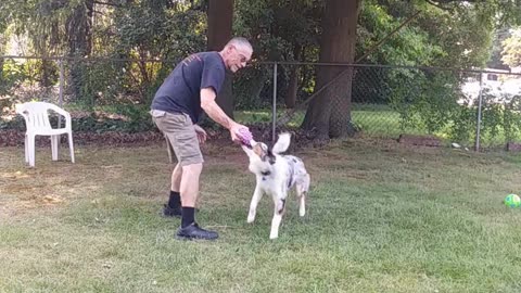 Cable and the squeaky toy 2