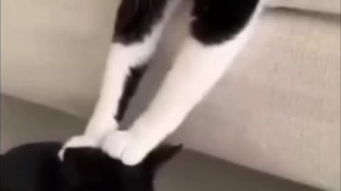 Cat and Dog Chaos – Laugh Guaranteed!
