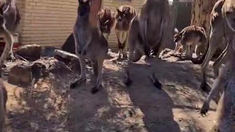 Kangaroo tales | only in Australia 🇦🇺