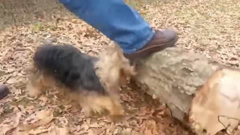 smarty funny animals video clips - the funniest cat & dog moments compilation