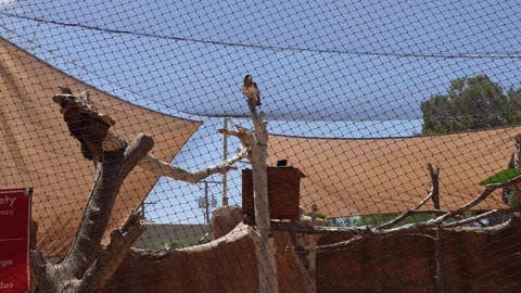 Swainson’s Hawk at El Paso Zoo in Texas