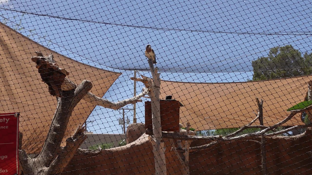 Swainson’s Hawk at El Paso Zoo in Texas