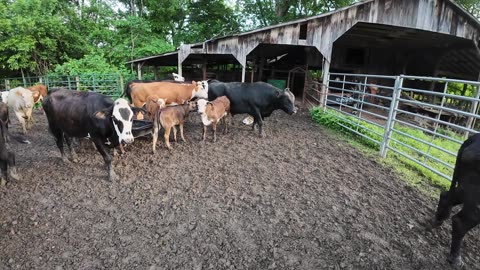Trying to selling cows, but we have a cow on the loose!