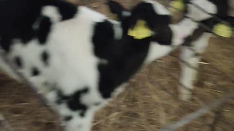 cute baby cows