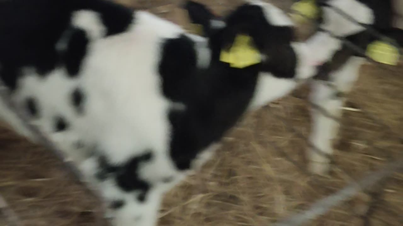 cute baby cows