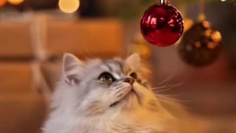 🐱🎄✨ My Cat Found a Christmas Decor Ball… And Chaos Happened 😂❄️