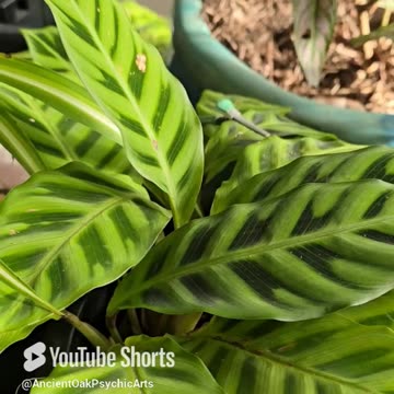 PLANT MUSIC 🪴🎶 🩷 #AncientOakPsychicArts #Tarot #PlantMusic